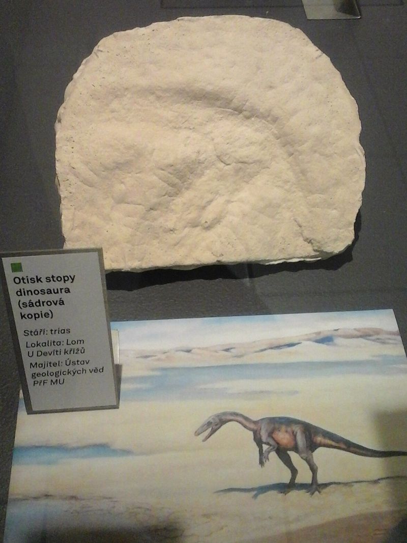 Replika otisku tříprsté stopy českého dinosaura nalezené u Červeného Kostelce.