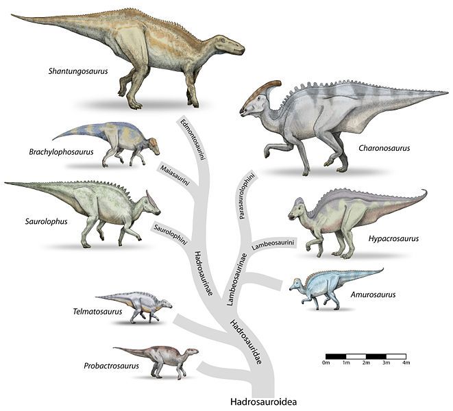Fylogenetický strom ukazující evoluční vztahy hadrosaurů z pozdní křídy.