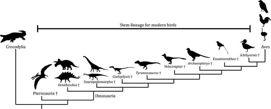Zjednodušený fylogenetický strom ukazující vývoj ptáků z dinosaurů.