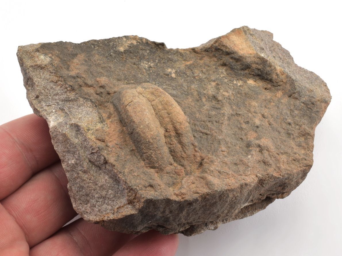 Ichnofosilie Rusophycu vytvořená trilobity, otisk pohybu bezobratlých v usazeninách.