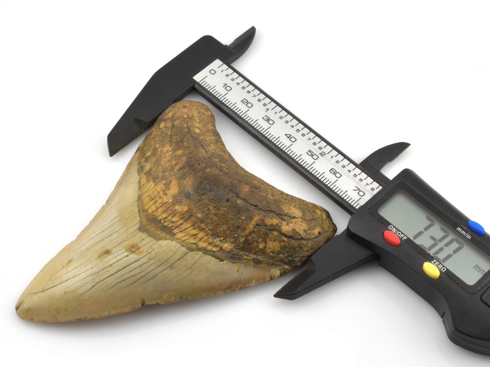 Detailní snímek zubu megalodona zachyceného v digitálním měřítku během měření.