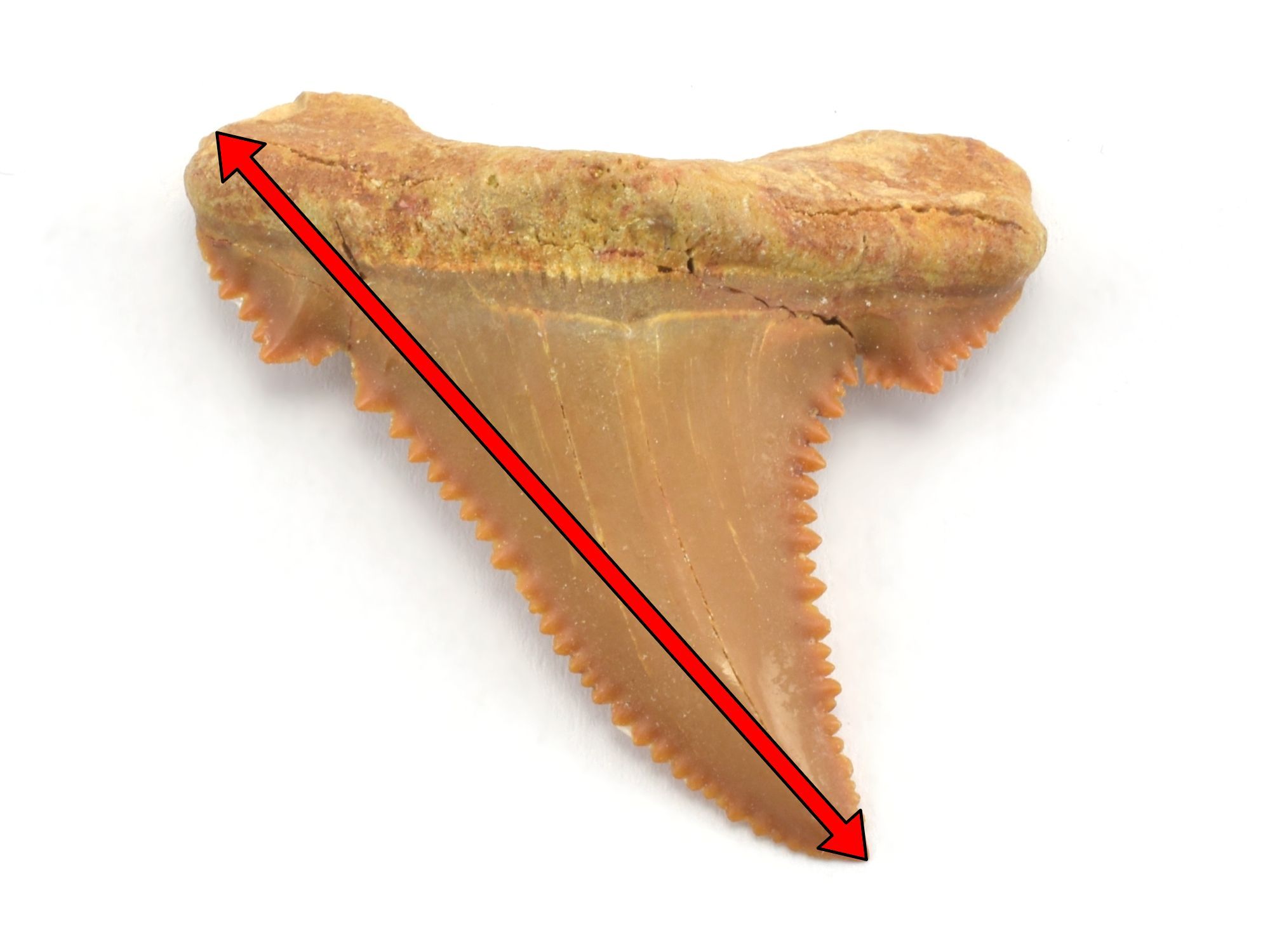 mereni-delky-sirky-zraloci-zub-palaeocarcharodon