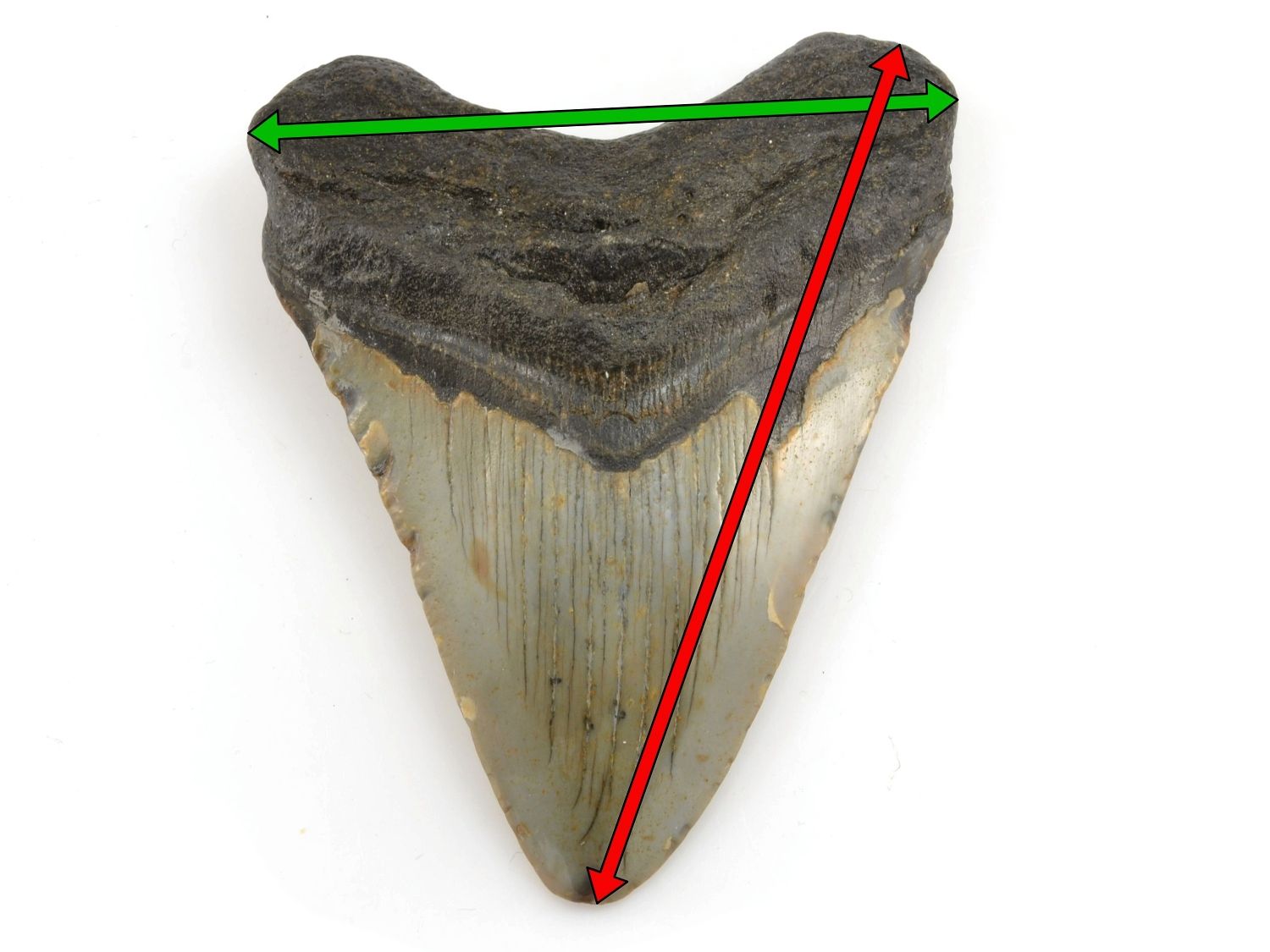 Fosilní žraločí zub s vyznačeným standardním měřením délky a šířky.