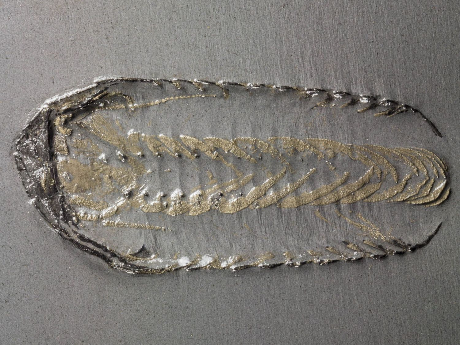 Detail spodní strany zkamenělého trilobita Chotecops s patrnými končetinami z Německa.