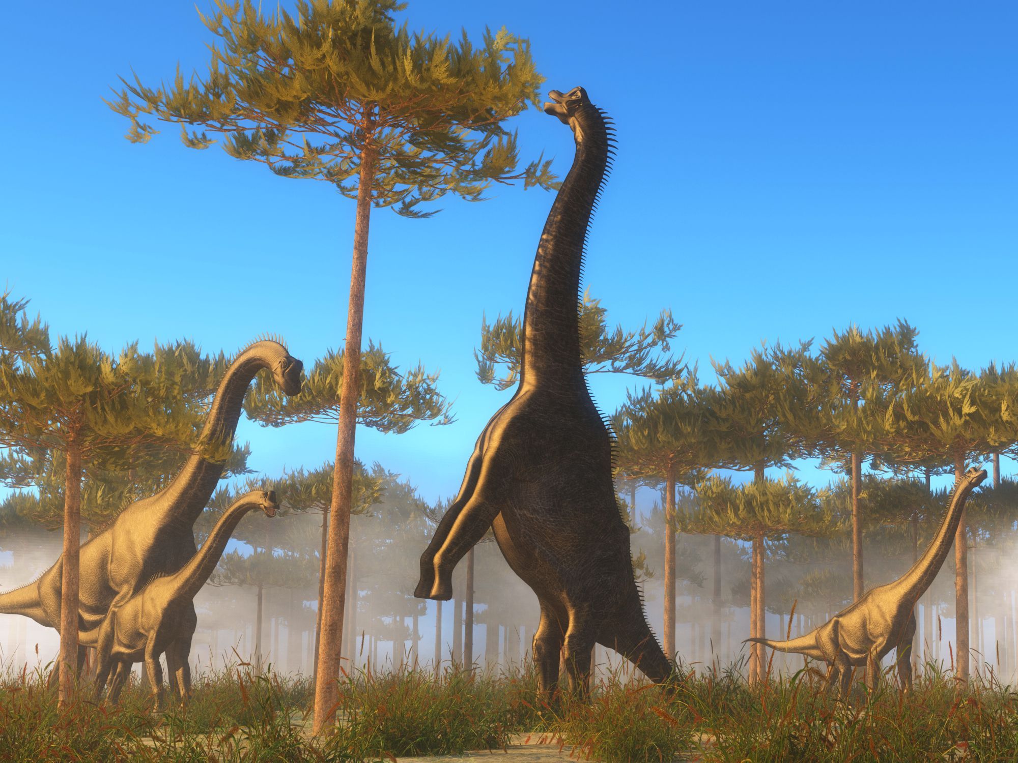 Čtyři obří sauropodi se krmí listy z korun vysokých stromů v pravěké krajině.