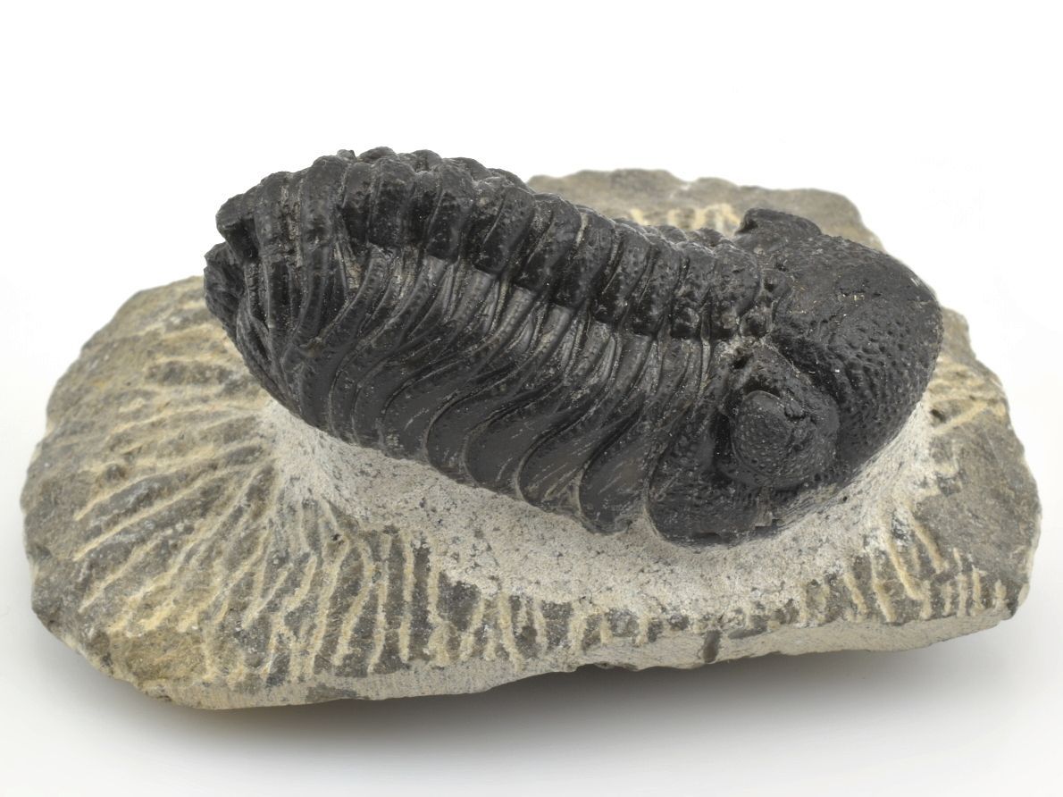 Zkamenělý trilobit – pradávný mořský členovec existující stovky milionů let před dinosaury.