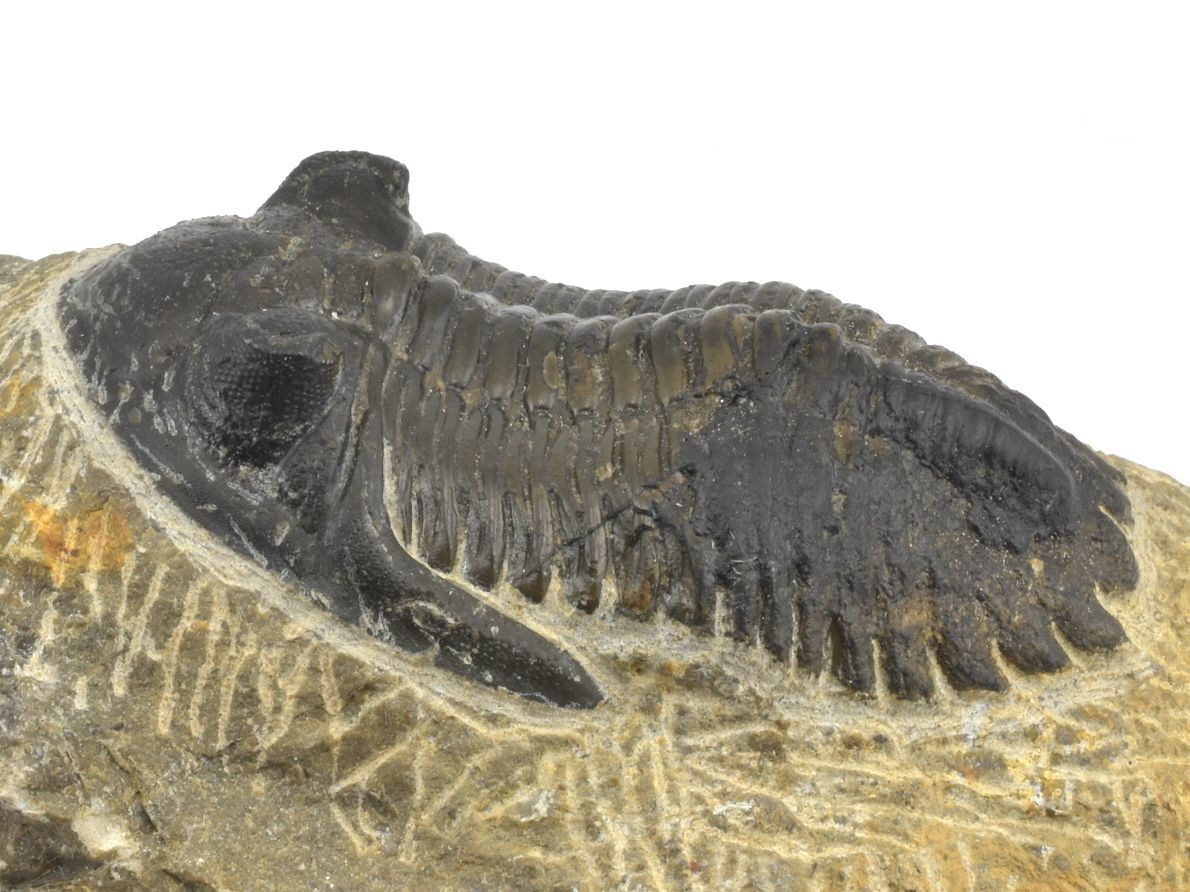 Trilobit – pradávná fosilie mořského živočicha.
