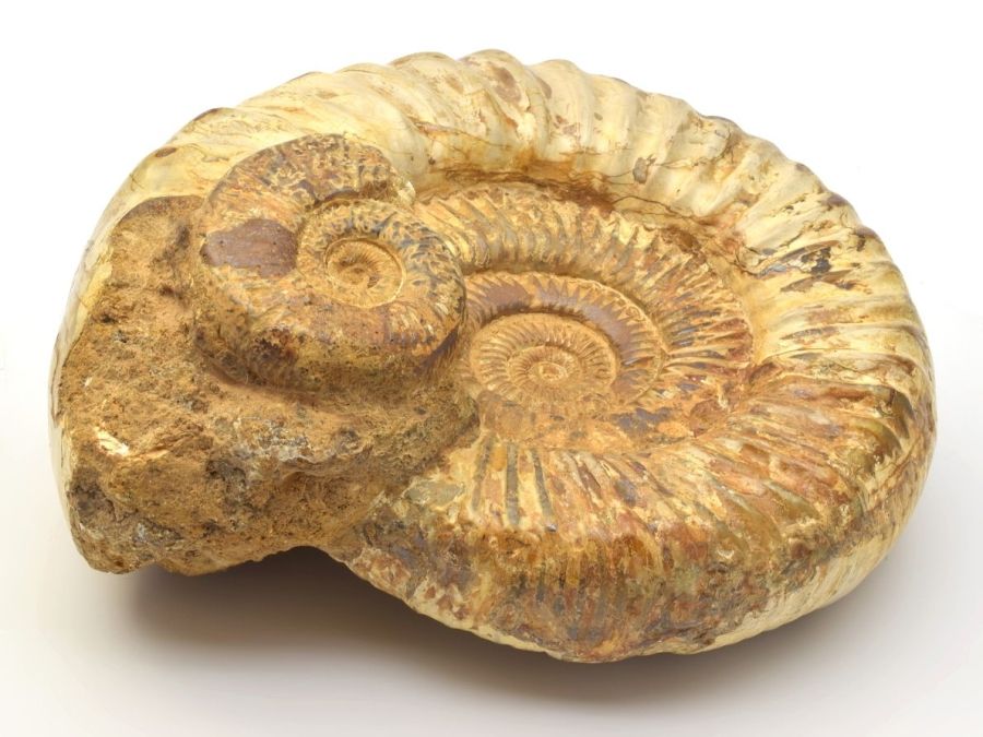 amonit-XL-Perisphinctes-1