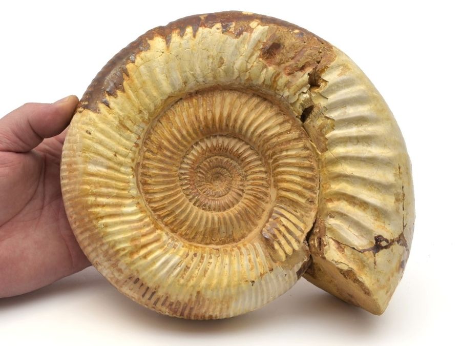 amonit-XL-Perisphinctes-2d