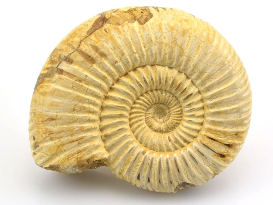 amonit-lesteny-39