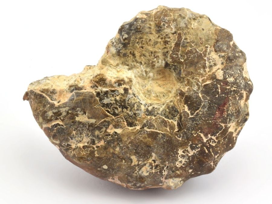 amonit-mammites-6a