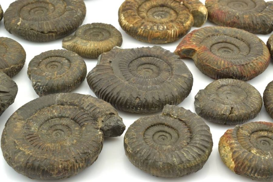 amoniti-dactylioceras-commune-anglie