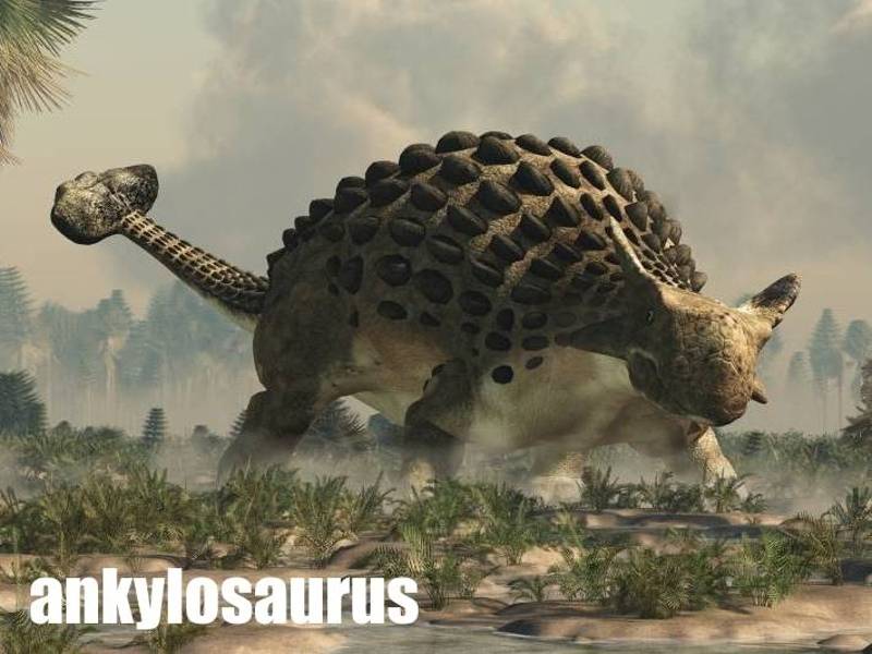 ankylosaurus