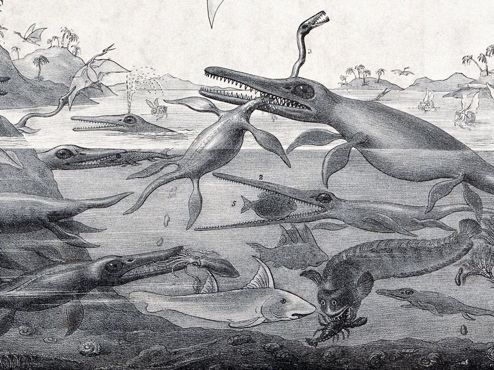 duria-antiquior-litografie-detail-ichtyosaur-plesiosaur