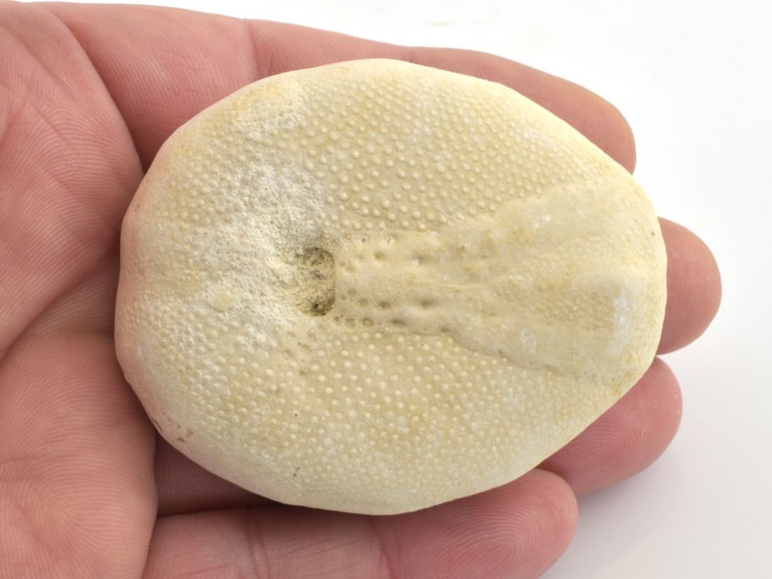 Dobře zachovalá fosilie Eupatagus antillarum, eocén, přibližně 38 milionů let.