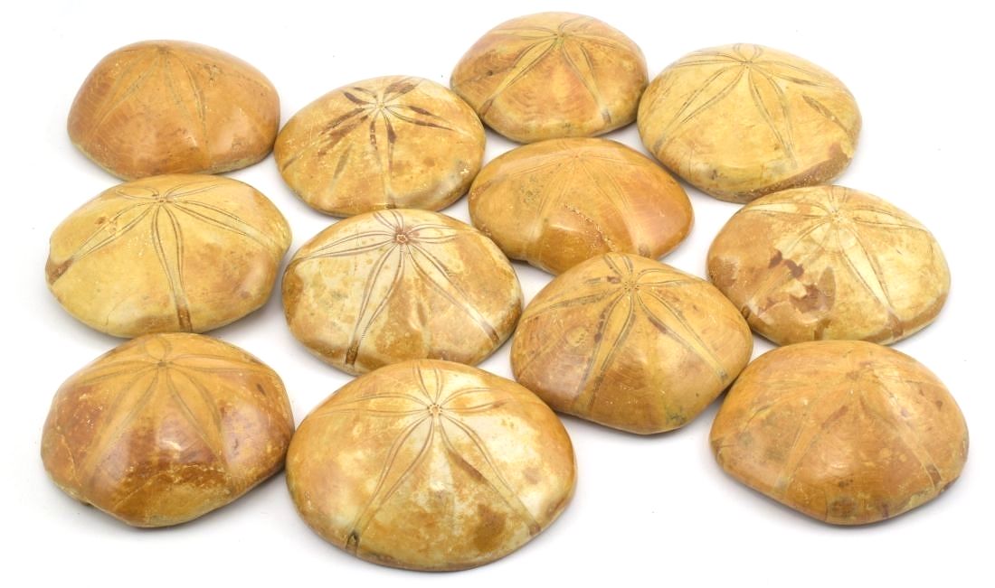 Fosilní nález mořské ježovky Pygurus marmonti ze svrchní jury, Madagaskar.