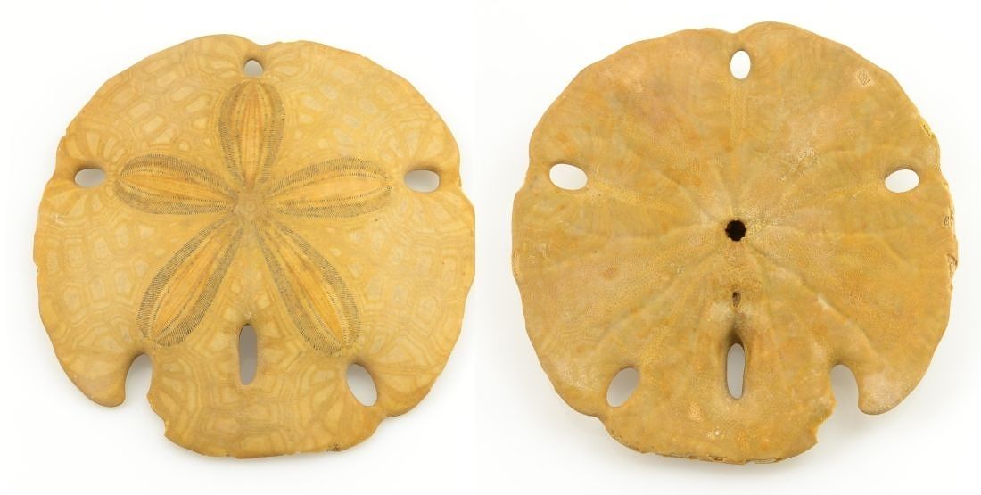 Fosilní zploštělá mořská ježovka Mellitidae, sand dollar, pliocén–miocén, Mexiko.