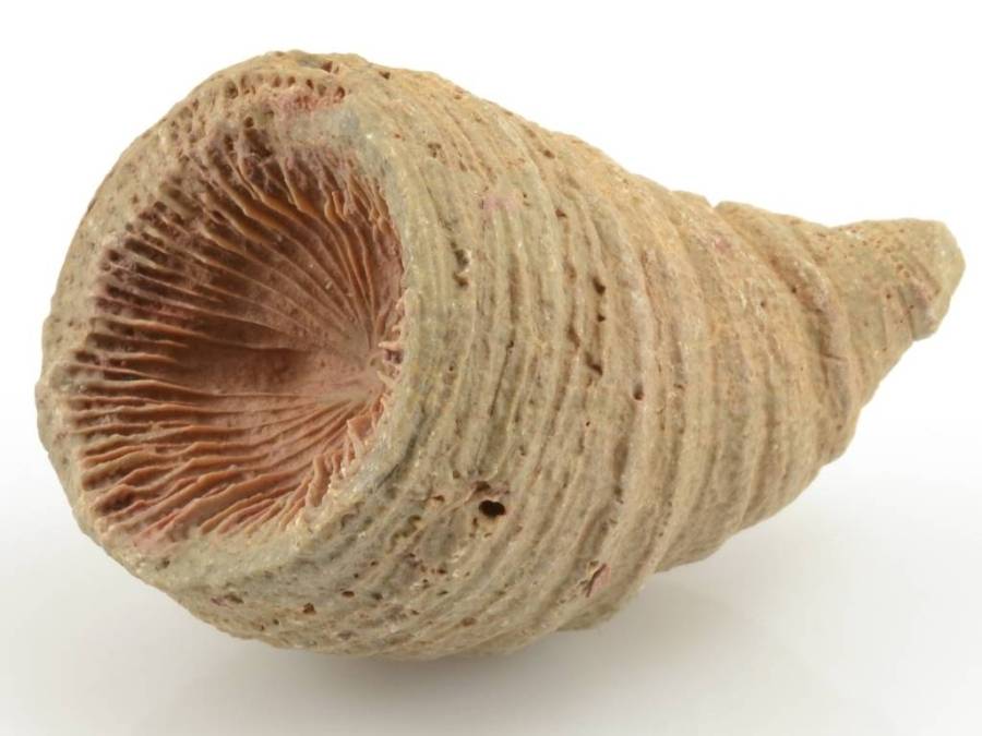 koral-rugosa-horn