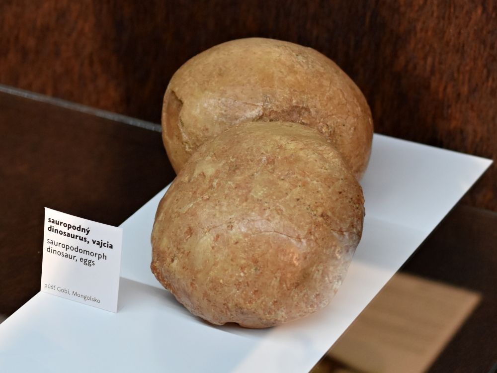 dinosauri-vejce-muzeum-bratislava