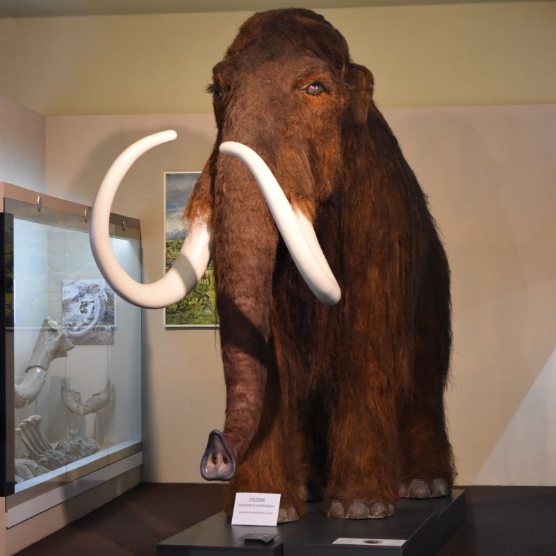 mamut-muzeum-bratislava-paleontologie