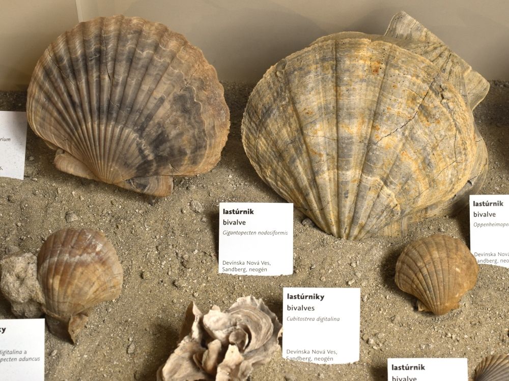 zkamenele-lastury-sandberg-muzeum-bratislava