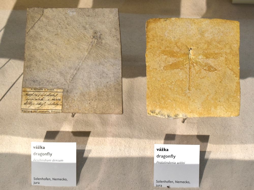 zkamenele-vazky-muzeum-bratislava
