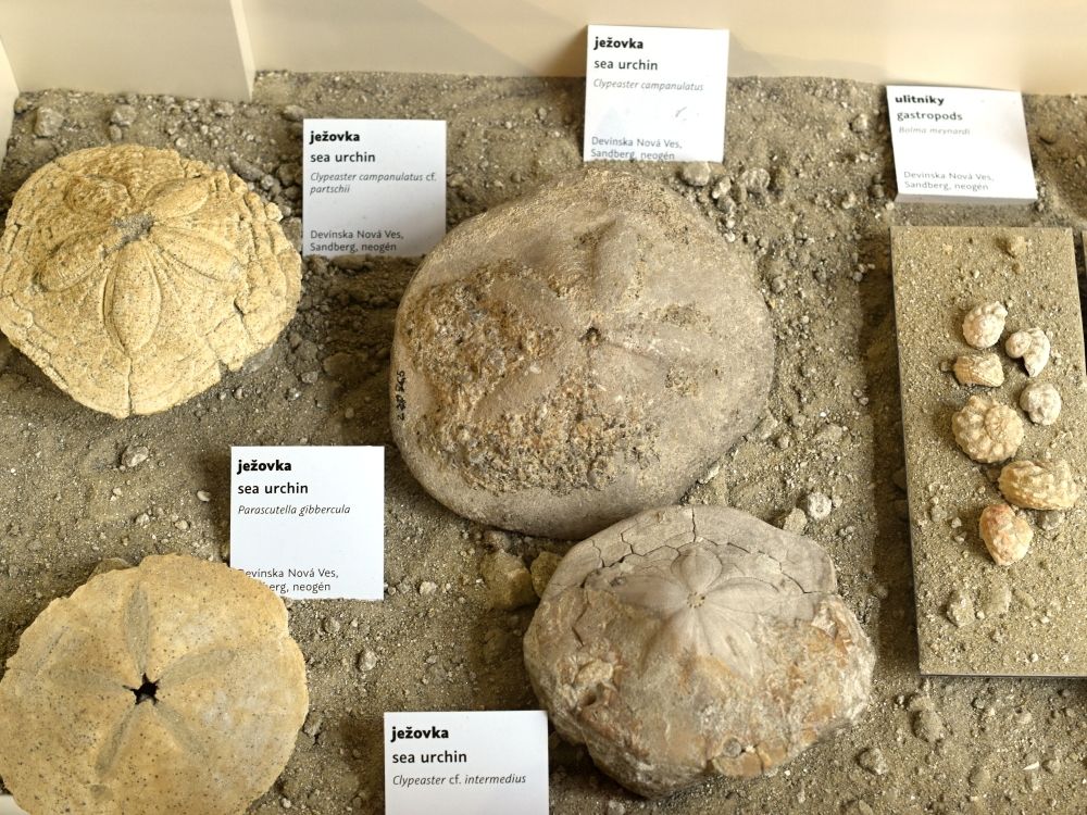 zkameneliny-jezovek-sandberg-muzeum-bratislava
