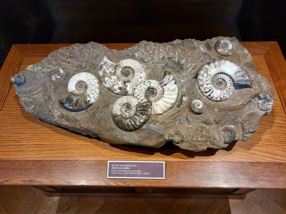 amoniti-muzeum-viden-zkameneliny