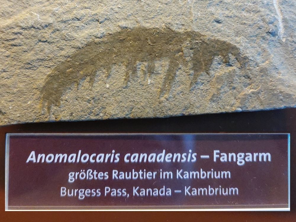 anomalocaris-canadencis-zkamenelina-muzeum-viden