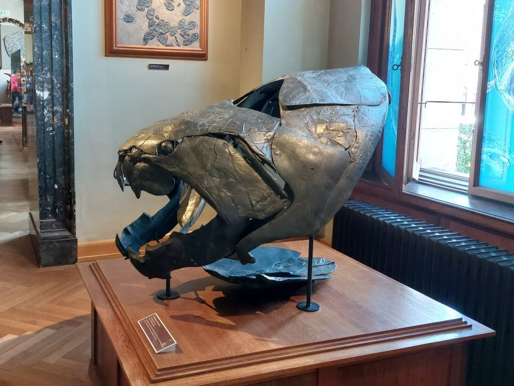 dunkleosteus-muzeum-viden-zkameneliny