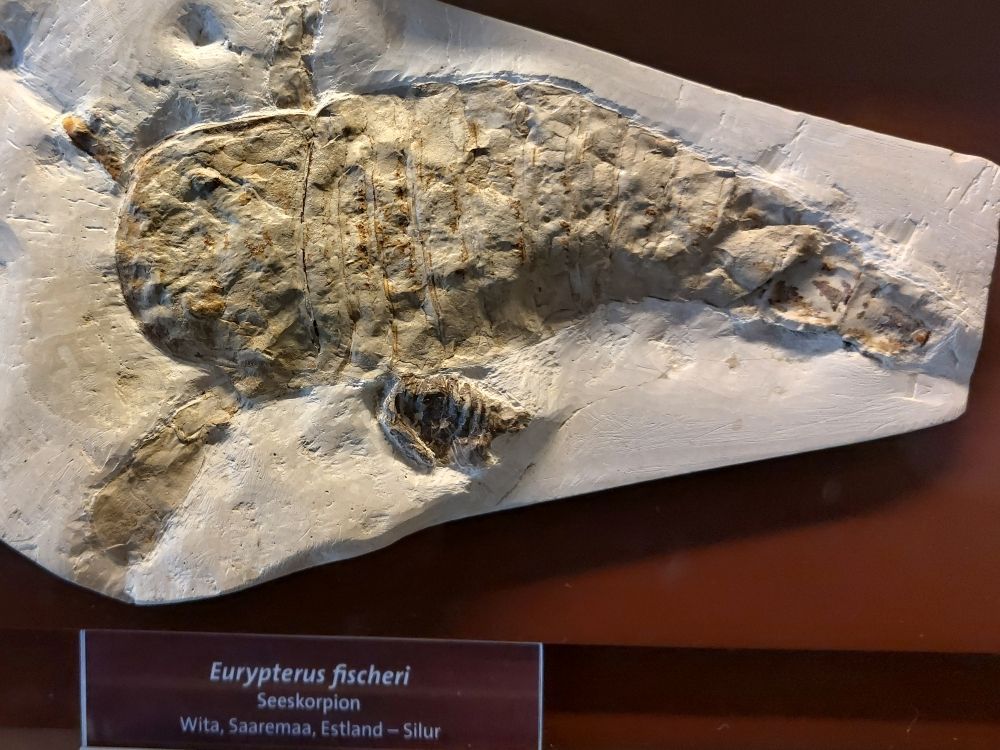 eurypterus-fischeri-muzeum-viden-zkameneliny