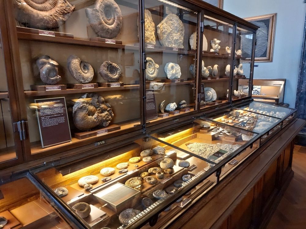 muzeum-viden-fosilie