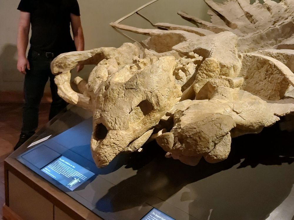 nejvetsi-zelva-na-svete-muzeum-viden-zkameneliny