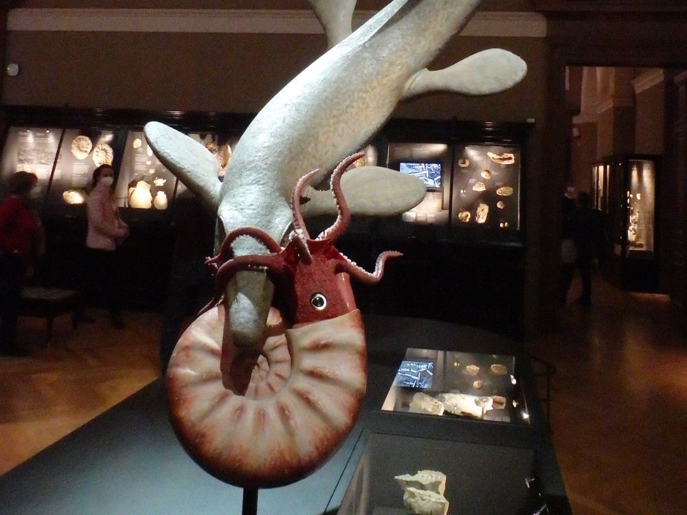 amonit-mosasaurus-muzeum-praha