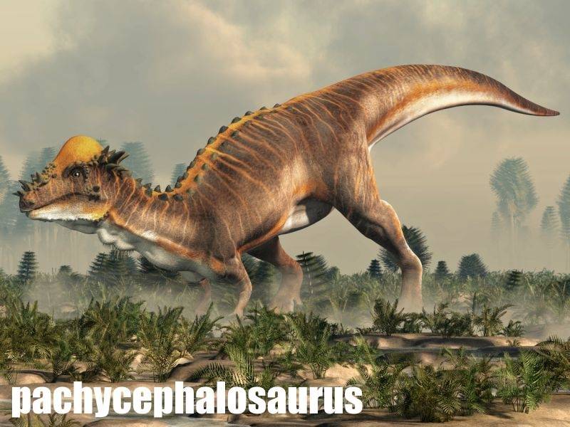 pachycephalosaurus-atlas-dinosauru