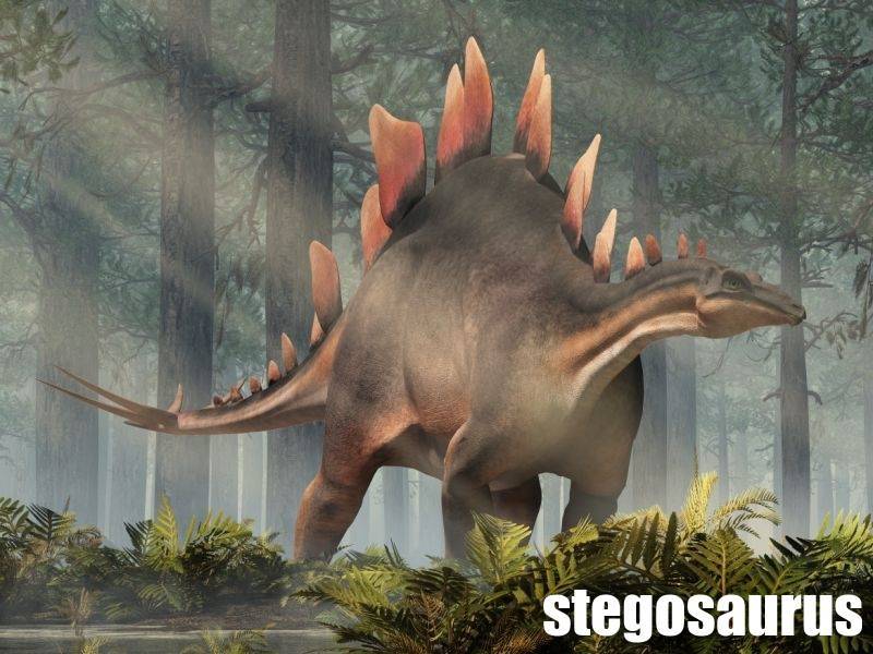 stegosaurus-atlas-dinosauru