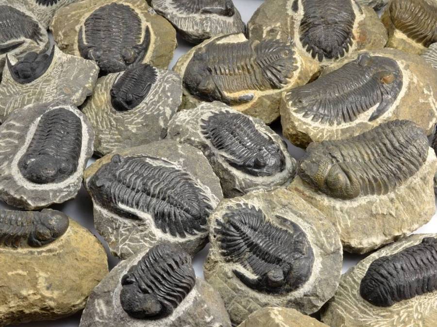 trilobiti