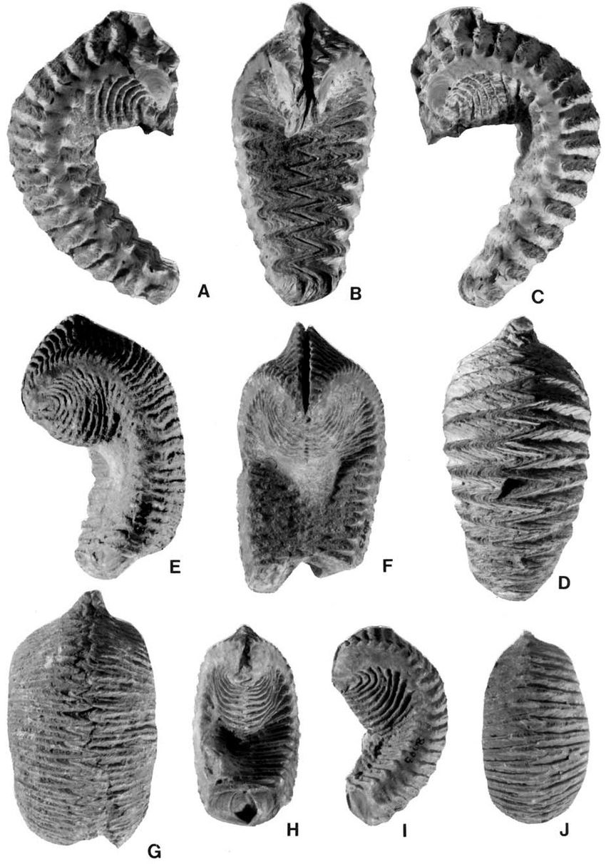 alectryonia-agerostrea-ungulata