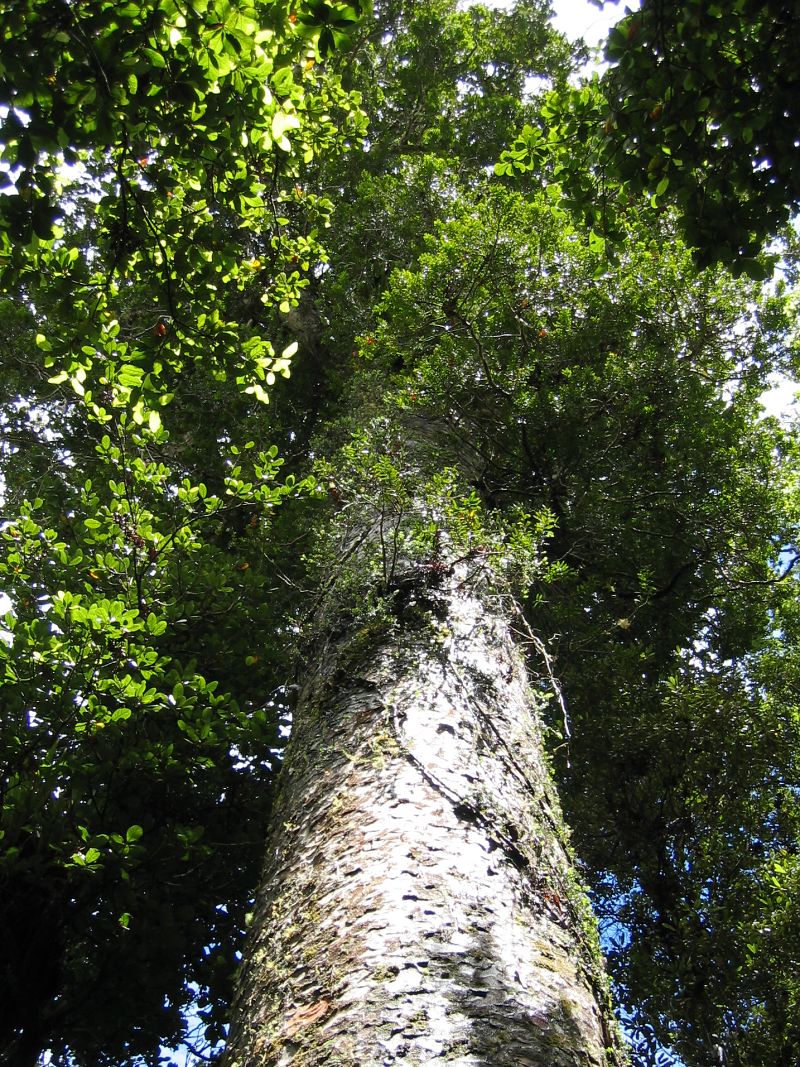 Agathis_australis_damaron