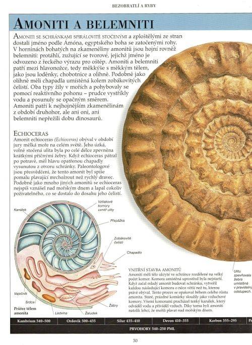 Dinosauři a život v pravěku - David Lambert - amoniti-belemniti