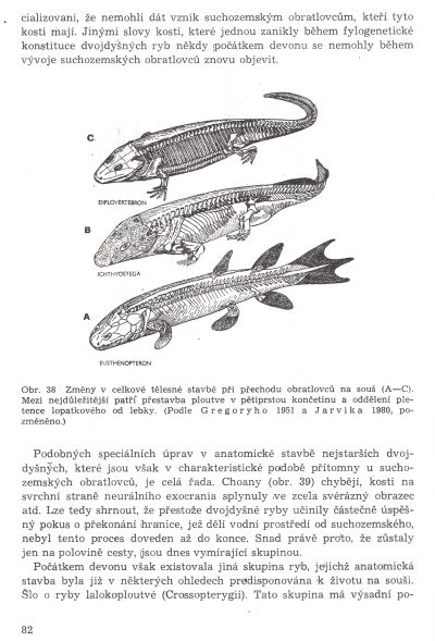 evoluce-obratlovcu-1