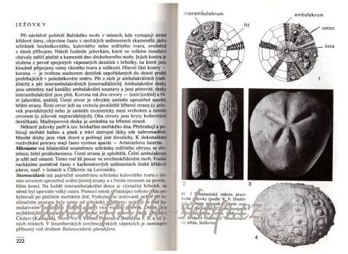 Kapesní atlas zkamenělin - Vladimír Habětín, Ervín Knobloch