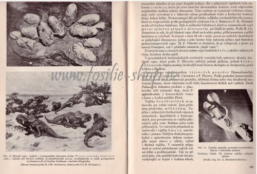 Úvod do všeobecné paleontologie - Augusta, Remeš
