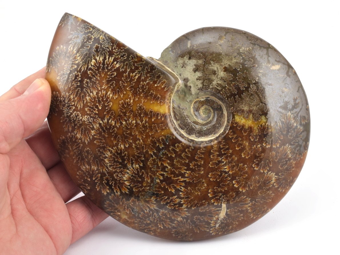 lestěný amonit Cleionoceras z Madagaskaru.