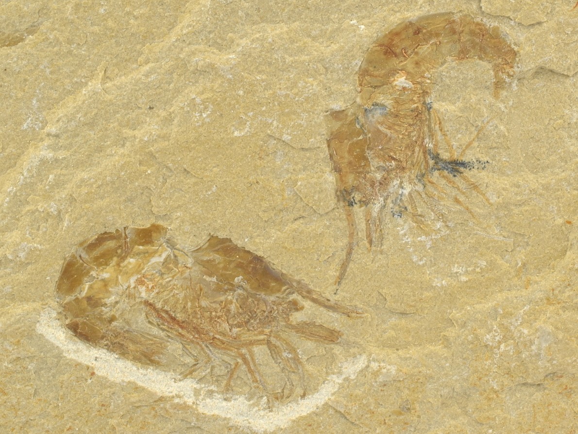 krevety-fosilni-2a