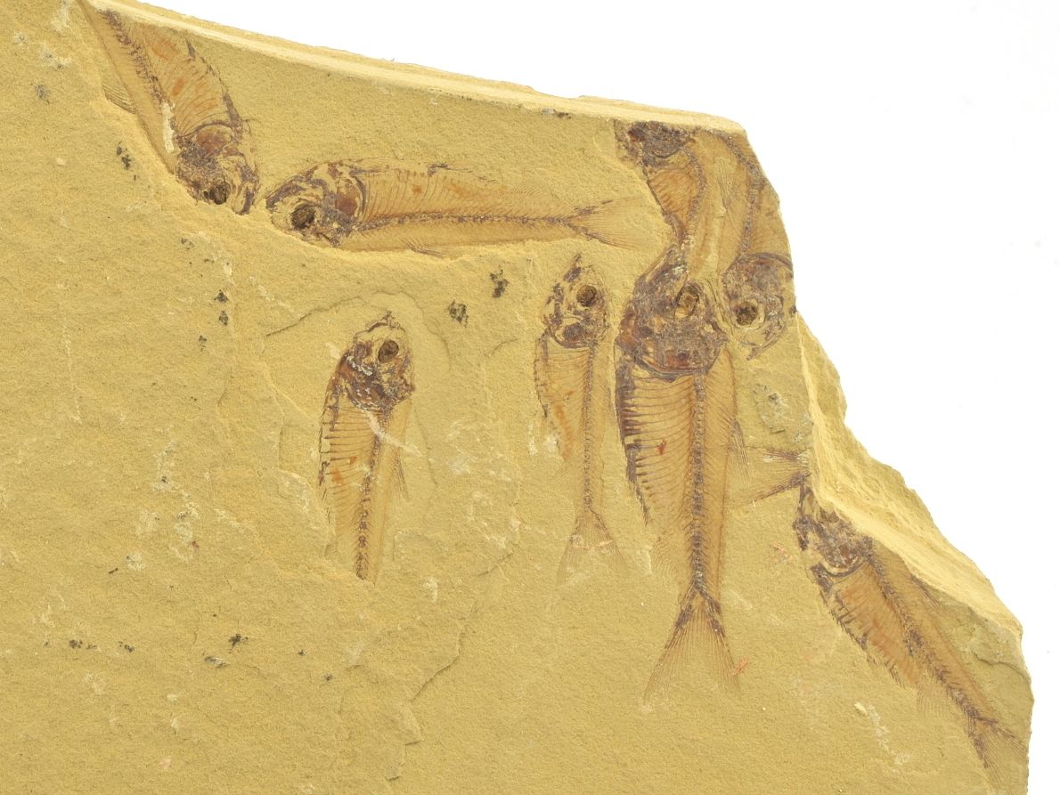 ryba-gosiutichthys-4b