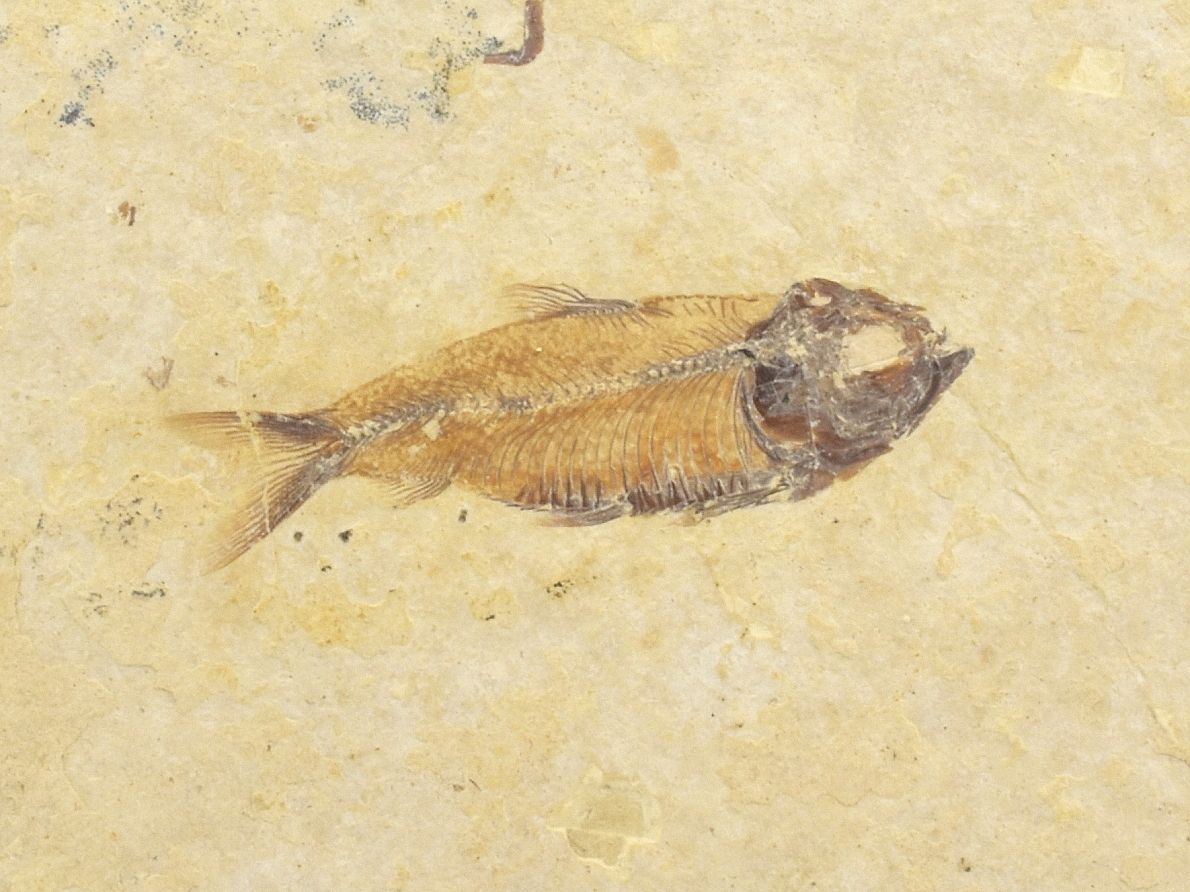 ryba-zkamenela-gosiutichthys-4