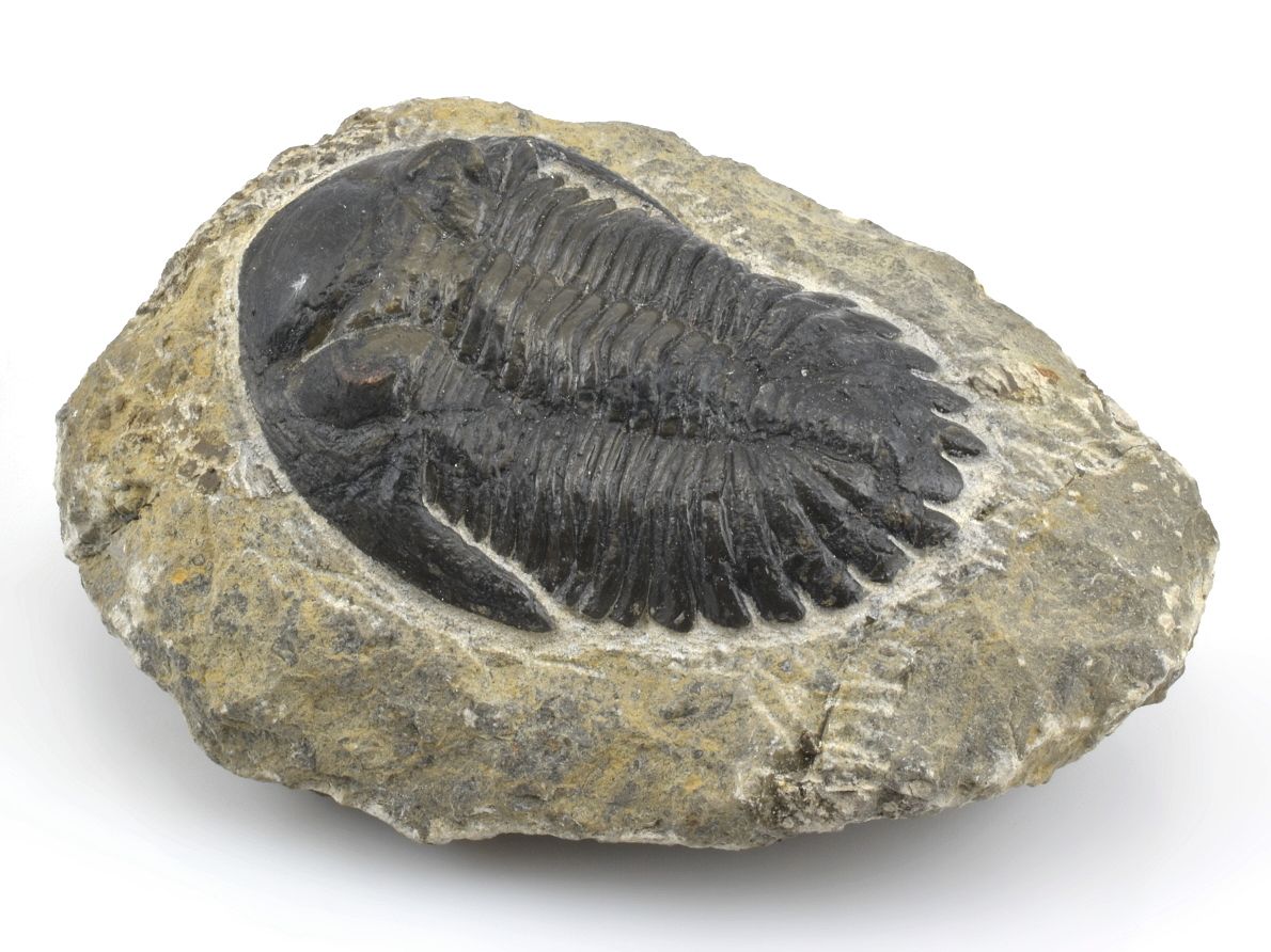 trilobit-maroko-2a