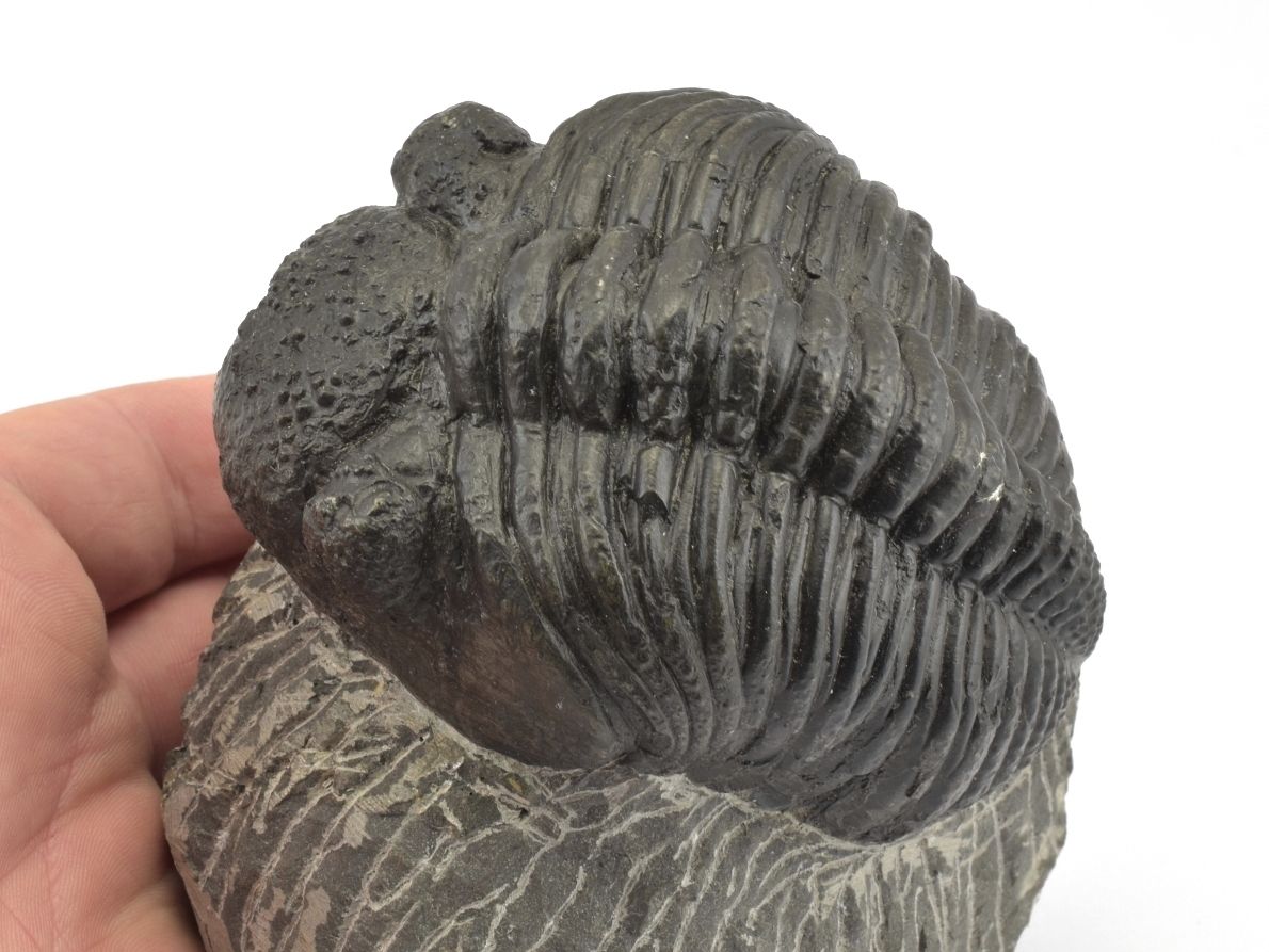 trilobit-megalomanicus-1e