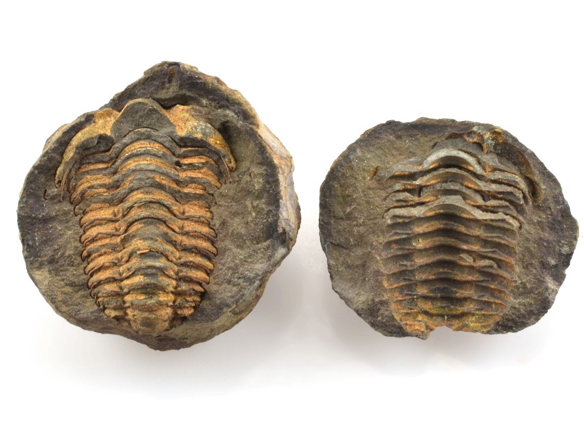 trilobit-nodule-43
